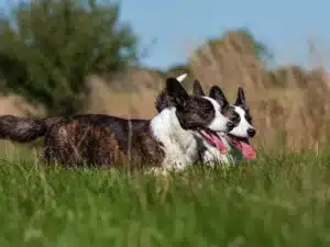 Dog Poop Clean Up Service